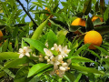 Pomarančovník na jar poteší novou úrodou, ale zároveň aj nádhernými - až závratne - voňavými kvetmi.