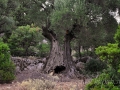 Starý olivovník na Akropole Sami, Kefalónia