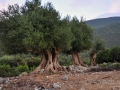 Staré olivovníky na Akropole Sami, Kefalónia
