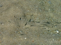 Pláže na Alonissose 3, priehľadné rybky na pláži Gyala