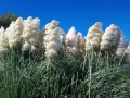 Arta - nádherné pampové trávy