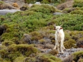 Stretáme zvedavú kozu (Cesta ku kostolu Agios Georgios na Kythire.)