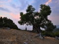 Článok Akropola Sami  - staručký olivovník na ruinách kláštora Agios Fanentes