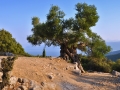 Ďalší starý olivovník pri rozvalinách kláštora Agios Fanentes, Kefalónia