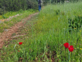 Chodník lemujú jarné kvety ako kozobrada lúčna (Tragopogon pratensis) a vlčí mak (Papaver rhoeas).