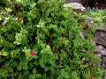Apténia srdcovolistá (Aptenia kordifolia)