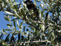 Kythira 2022 - Spoločnosť nám robil tento spevavý vtáčik na olivovníku pred reštauráciou.