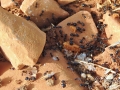 Výlety z Gythea - mravčeky na ceste k majkáku
