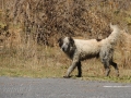 Megalopoli - tento zanedbaný psík dozeral na ovce a kozy, ktoré prechádzali okolo parkoviska pred divadlom.