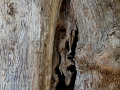Stará Mesénia -  zakliaty svedok dávnych časov v strome