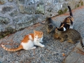 DSCN7383.JPG