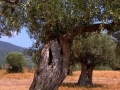 Olivovník pri rímskej vile Herodesa Atticusa