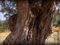 Starý olivovník pri rímskej vile Herodesa Atticusa