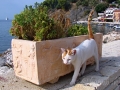 Parga - jedna z mačiek nábrežných