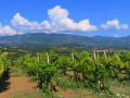 Peloponéz 2021 - itinerár  - cestou míňame  vinice na severe Grécka