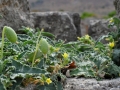 Starý Korint, aj toto tam rastie. Je to iInvázna tekvica striekavá (Ecballium elaterium).