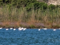 Plameniaky v lagúne Gialova