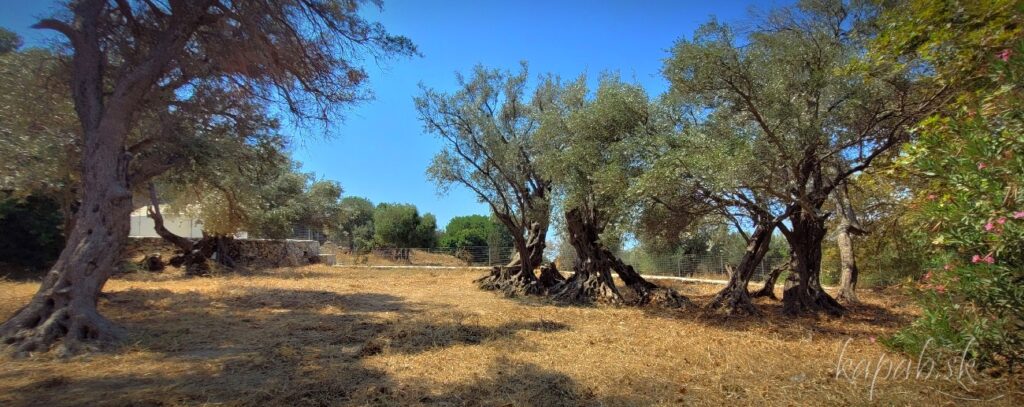 Gerontoelia, najstarší olivovník na svete je z Naxosu.