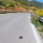 Cesta na Peloponéz, jar 2024 - zachraňujeme korytnačku